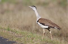 Australian Bustard